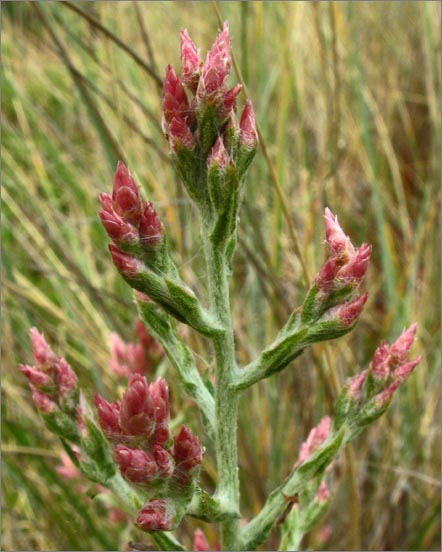 sm 768 Pink Cudweed.jpg - Pink Cudweed (Gnaphalium ramosissimum): Each individual flower was about 3/8" tall & 1/8" wide.